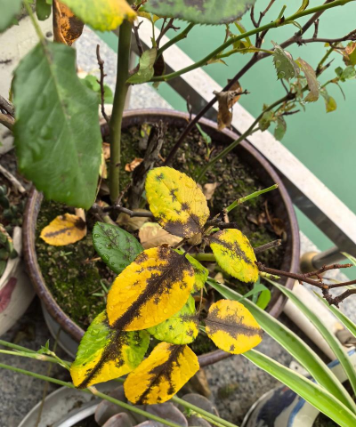 庭院景观绿化设计，打造舒适空间，提升生活品质