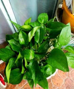 庭院景观绿化设计，打造舒适空间，提升生活品质