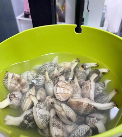 无土栽培技术，突破土壤限制，开启高效种植新篇章