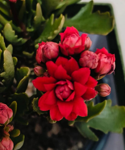 懒人养花红宝石