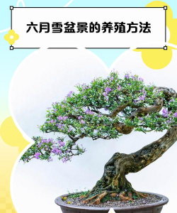 六月雪怎么养殖方法