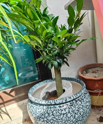 家庭养花用生根粉