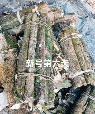 杜仲皮可以养花吗