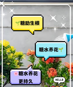 家庭养花用生根粉