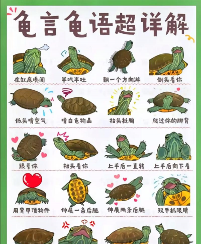 柿树虫病防治，识别常见虫害，掌握有效方法