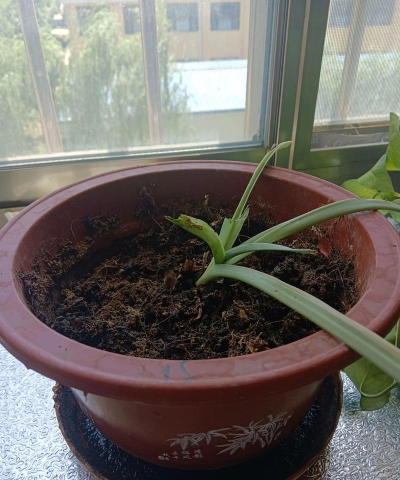 柿树虫病防治，识别常见虫害，掌握有效方法