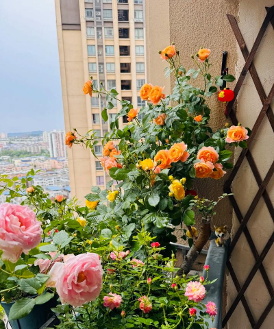 柿树虫病防治，识别常见虫害，掌握有效方法