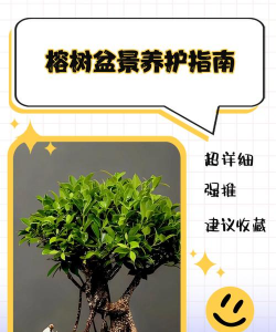 榕树盆景怎么挑选