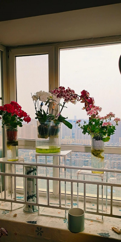 兰草花怎么养，掌握关键技巧，轻松培育美丽花朵