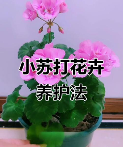 兰草花怎么养，掌握关键技巧，轻松培育美丽花朵