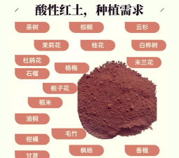 兰草花怎么养，掌握关键技巧，轻松培育美丽花朵