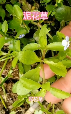 芍药花怎么养，掌握关键要点，花开更鲜艳