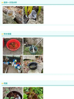 芍药花怎么养，掌握关键要点，花开更鲜艳