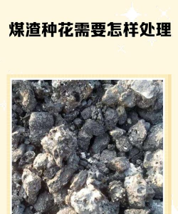 芍药花怎么养，掌握关键要点，花开更鲜艳