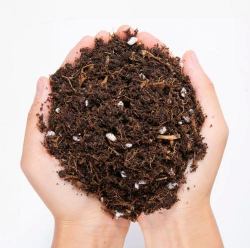 芍药花怎么养，掌握关键要点，花开更鲜艳