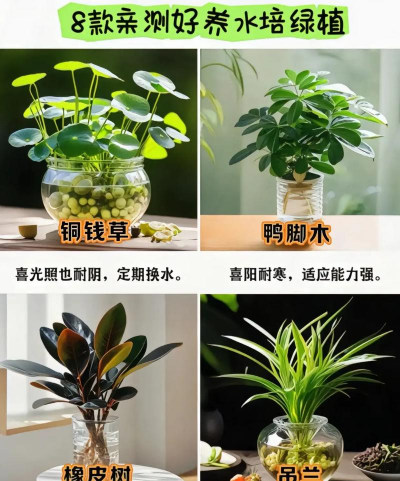 芍药花怎么养，掌握关键要点，花开更鲜艳