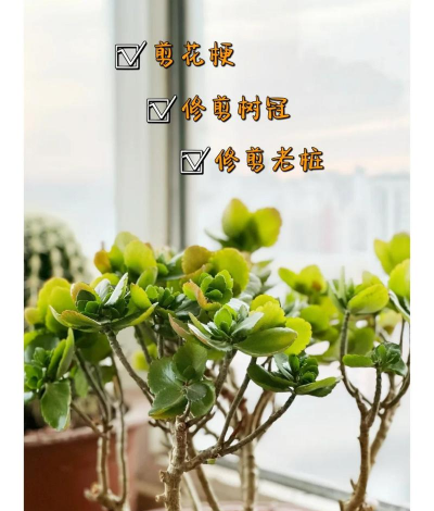 芍药花怎么养，掌握关键要点，花开更鲜艳
