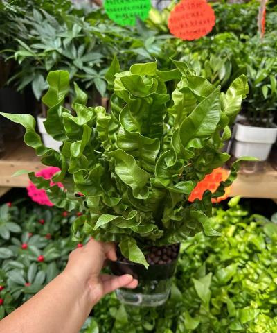 芍药花怎么养，掌握关键要点，花开更鲜艳