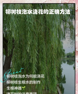 别墅园林绿化设计，打造私密空间，提升居住品质