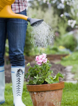 葡萄栽培，掌握关键技术，实现优质丰产