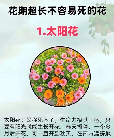 葡萄栽培，掌握关键技术，实现优质丰产