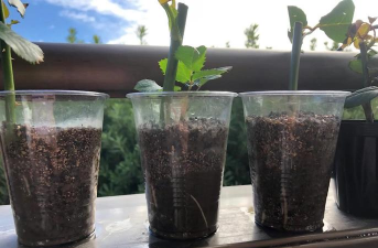 葡萄栽培，掌握关键技术，实现优质丰产