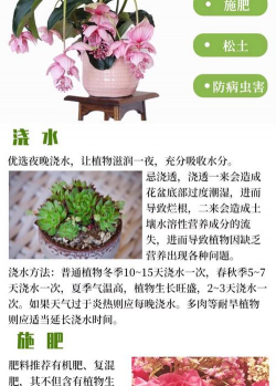 葡萄栽培，掌握关键技术，实现优质丰产
