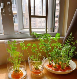 绿化景观设计，提升环境品质，创造宜人空间