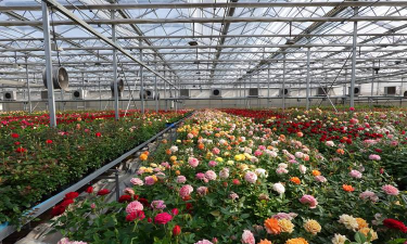 全国最大养花基地