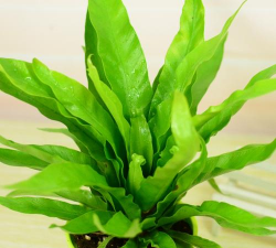 阔叶土可以养花吗