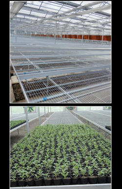 养花苗床哪里有