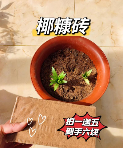 栀子花怎么养，掌握浇水技巧，避免黄叶掉苞