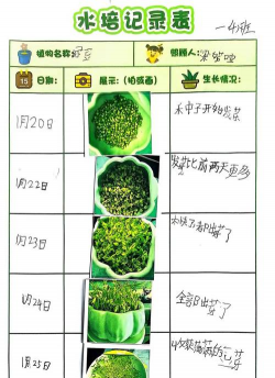 栀子花怎么养，掌握浇水技巧，避免黄叶掉苞