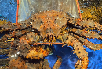 鱼缸养花椒蟹好吗