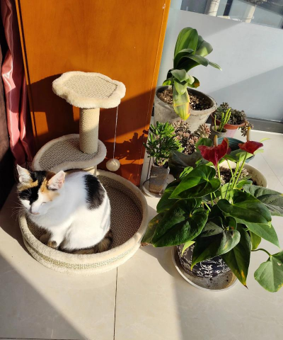 家庭养花用生根粉