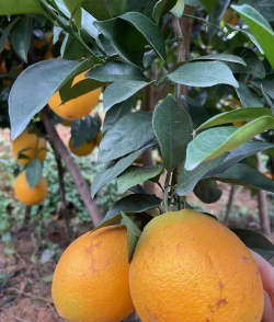 脐橙皮可以养花吗