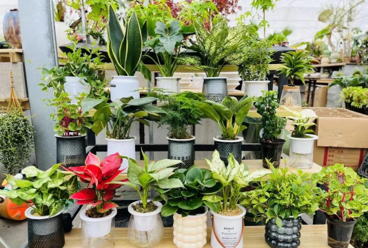 家庭养花用生根粉