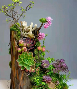 家庭养花用生根粉