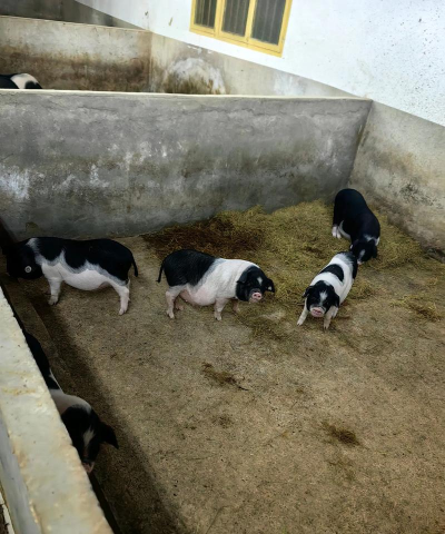 芍药花怎么养，掌握关键要点，花开更鲜艳