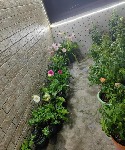 芍药花怎么养，掌握关键要点，花开更鲜艳