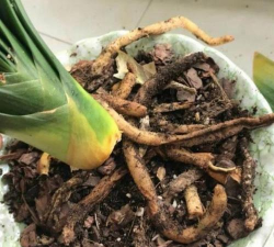 别墅园林绿化设计，打造私密空间，提升居住品质