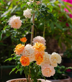 别墅园林绿化设计，打造私密空间，提升居住品质