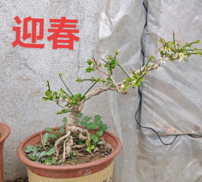 别墅园林绿化设计，打造私密空间，提升居住品质