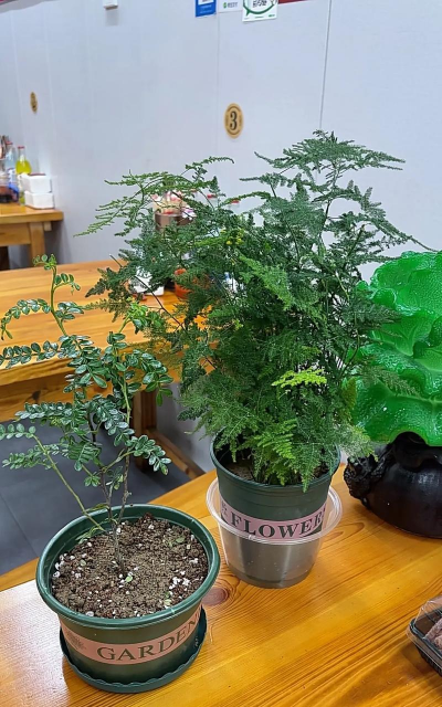 柿树虫病防治，识别常见虫害，掌握有效方法