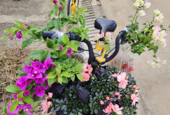 家庭养花用生根粉