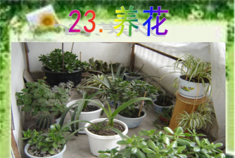 家庭养花用生根粉