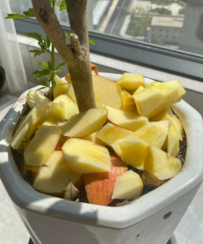 家庭养花用生根粉