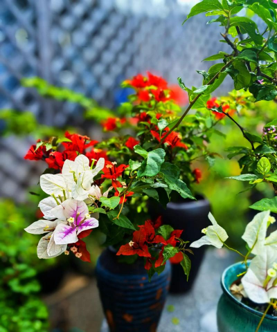 家庭养花用生根粉