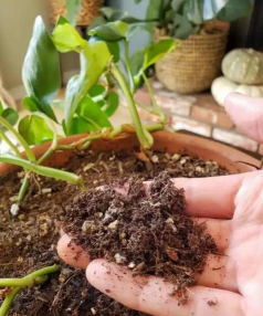 家庭养花用生根粉