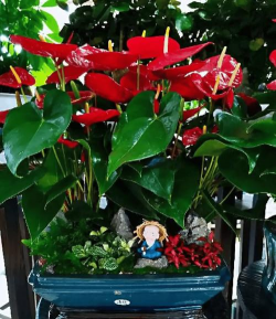 家庭养花用生根粉